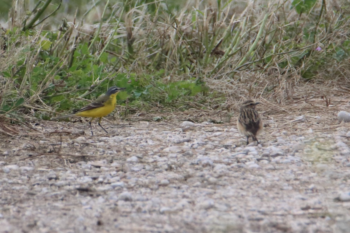 Western Yellow Wagtail - Eric Mozas Casamayor