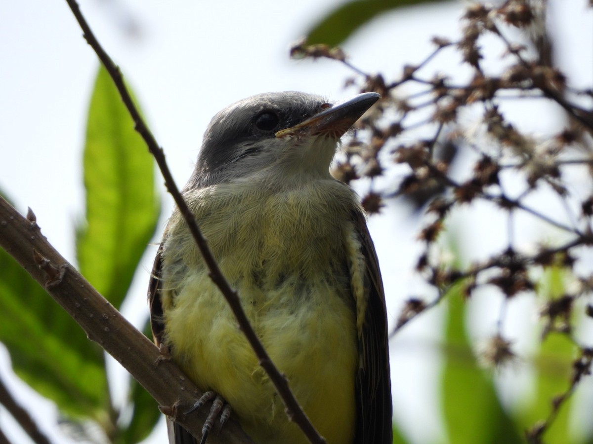 Tropical Kingbird - karime falah