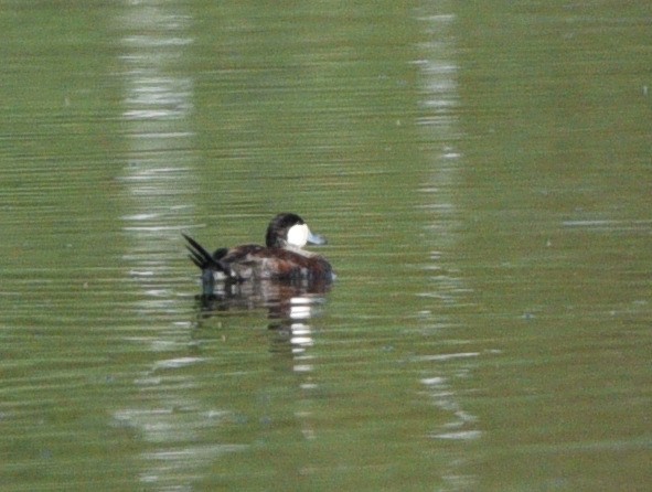 Ruddy Duck - Wendy Hill