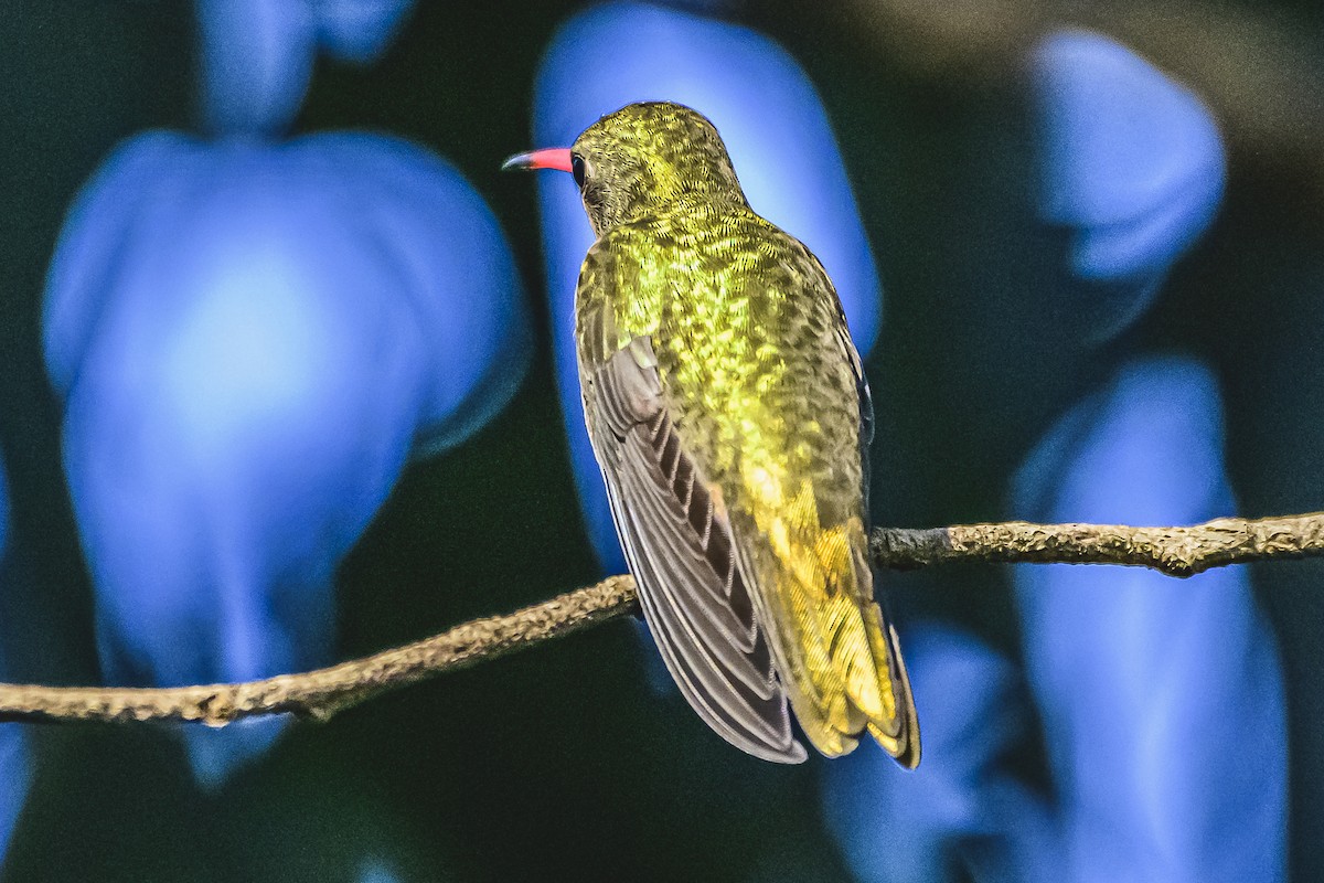 kolibřík zlacený - ML618964890