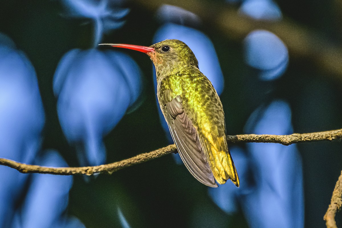 Gilded Hummingbird - Amed Hernández