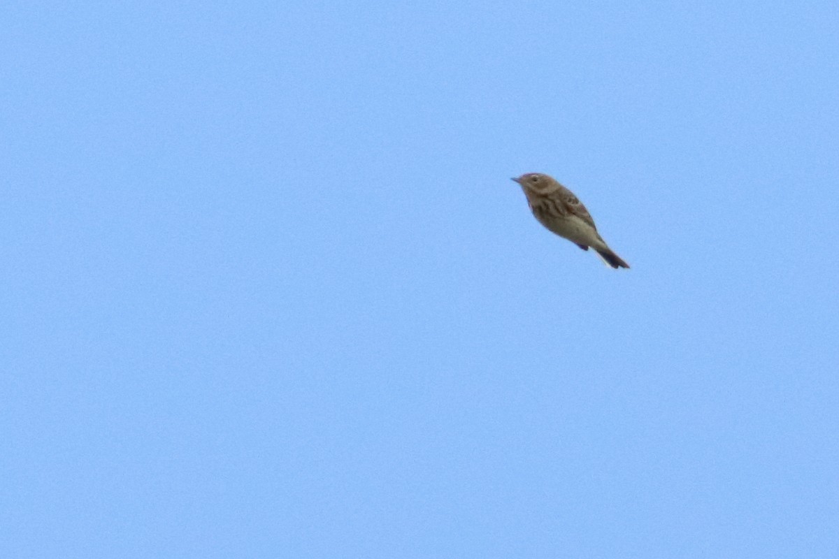 Tree Pipit - Eric Mozas Casamayor