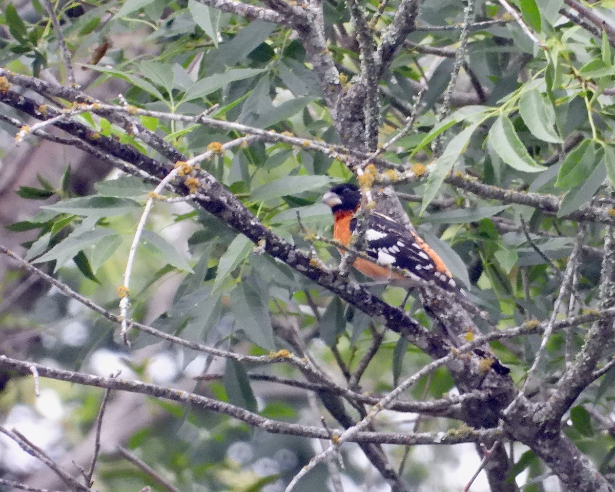 Black-headed Grosbeak - Justus P