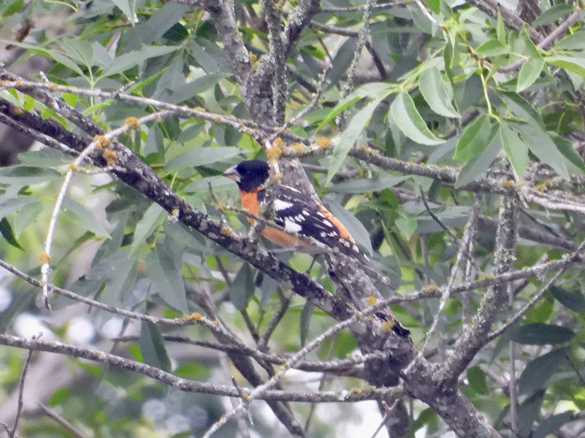 Black-headed Grosbeak - Justus P