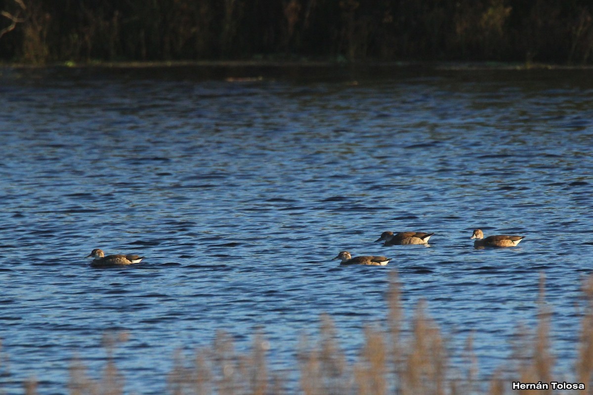 Ringed Teal - Hernán Tolosa