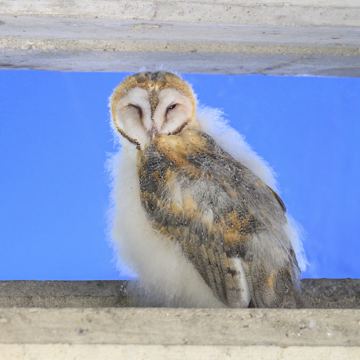 Barn Owl - Peter Hawrylyshyn