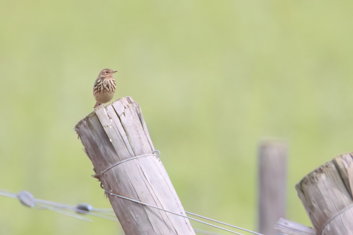 Red-throated Pipit - Eric Mozas Casamayor