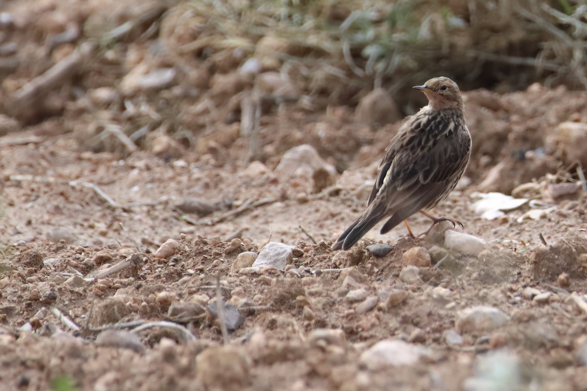 Red-throated Pipit - Eric Mozas Casamayor