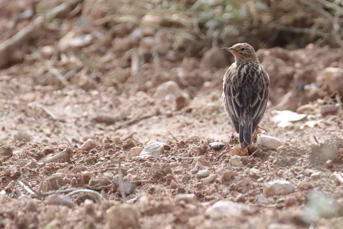 Red-throated Pipit - Eric Mozas Casamayor