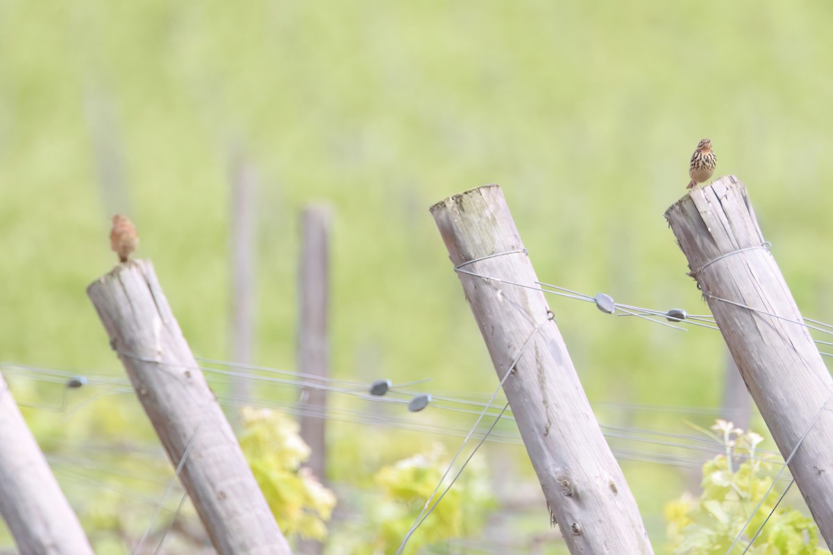 Red-throated Pipit - Eric Mozas Casamayor