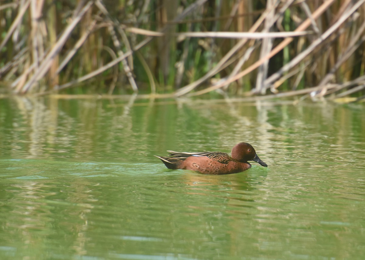 Cinnamon Teal - ML618964946