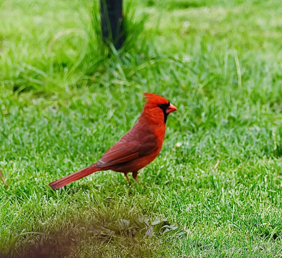 Northern Cardinal - Martin Yates