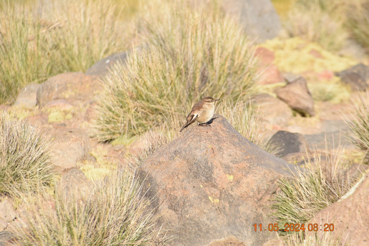 Cream-winged Cinclodes - ML618964958