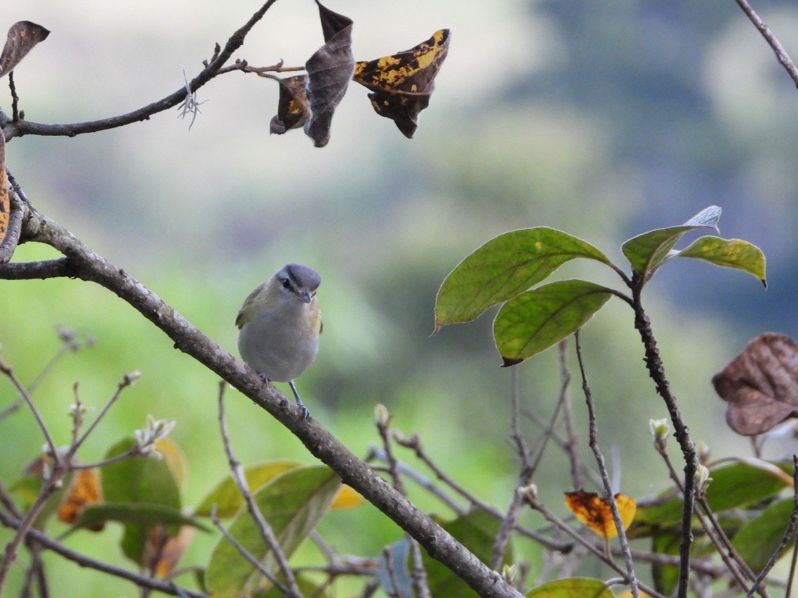 Chivi Vireo - ML618964959