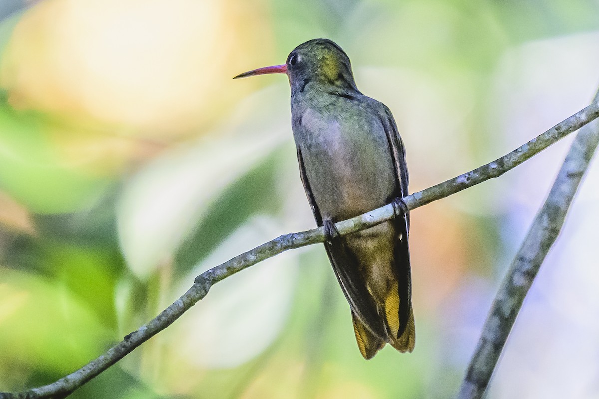 Gilded Hummingbird - Amed Hernández