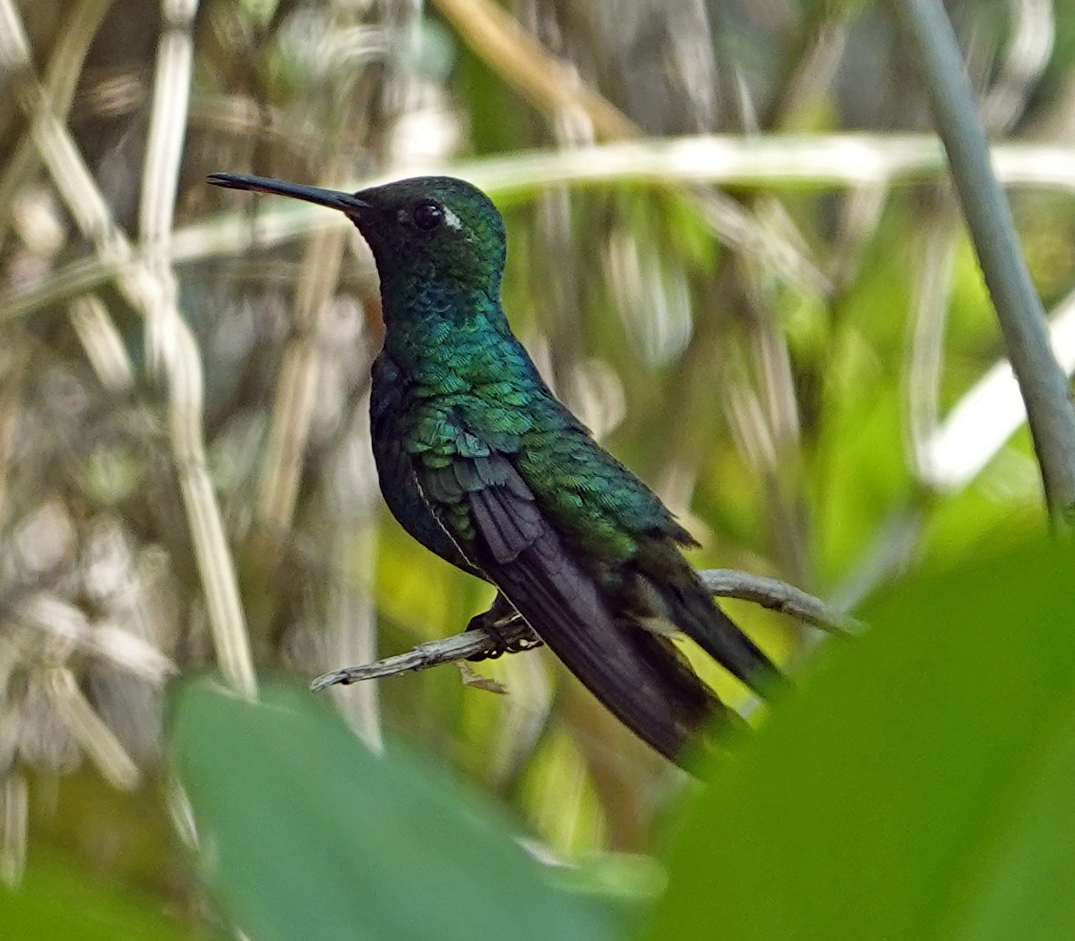 Cuban Emerald - Porfi Correa