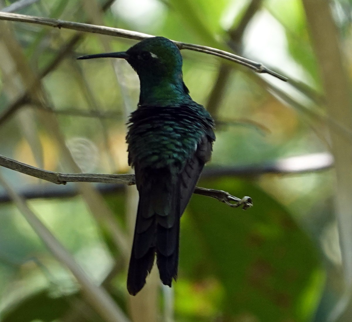 Cuban Emerald - Porfi Correa