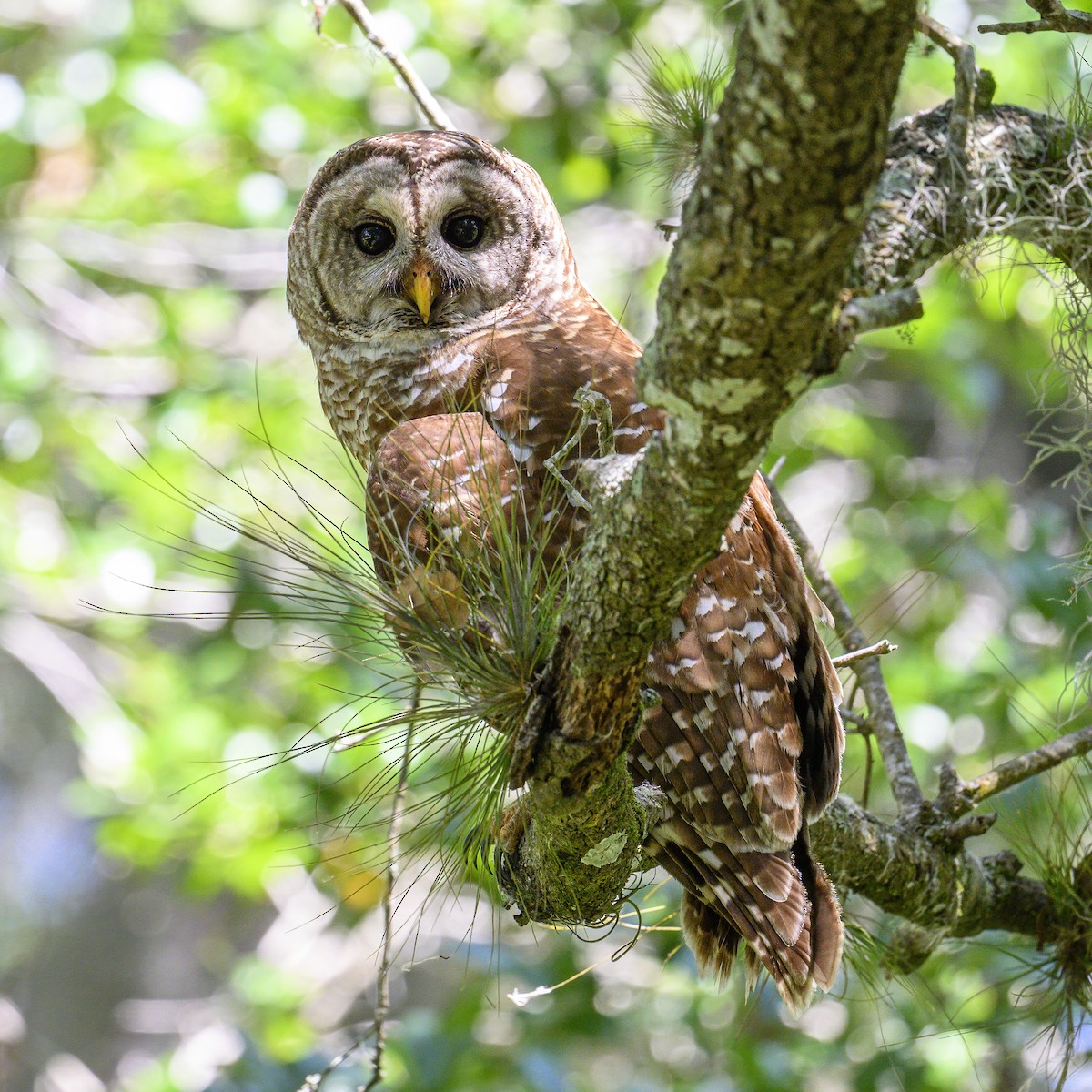 Barred Owl - Peter Hawrylyshyn