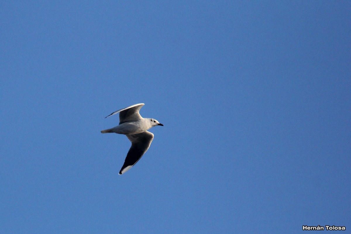 Brown-hooded Gull - ML618965000