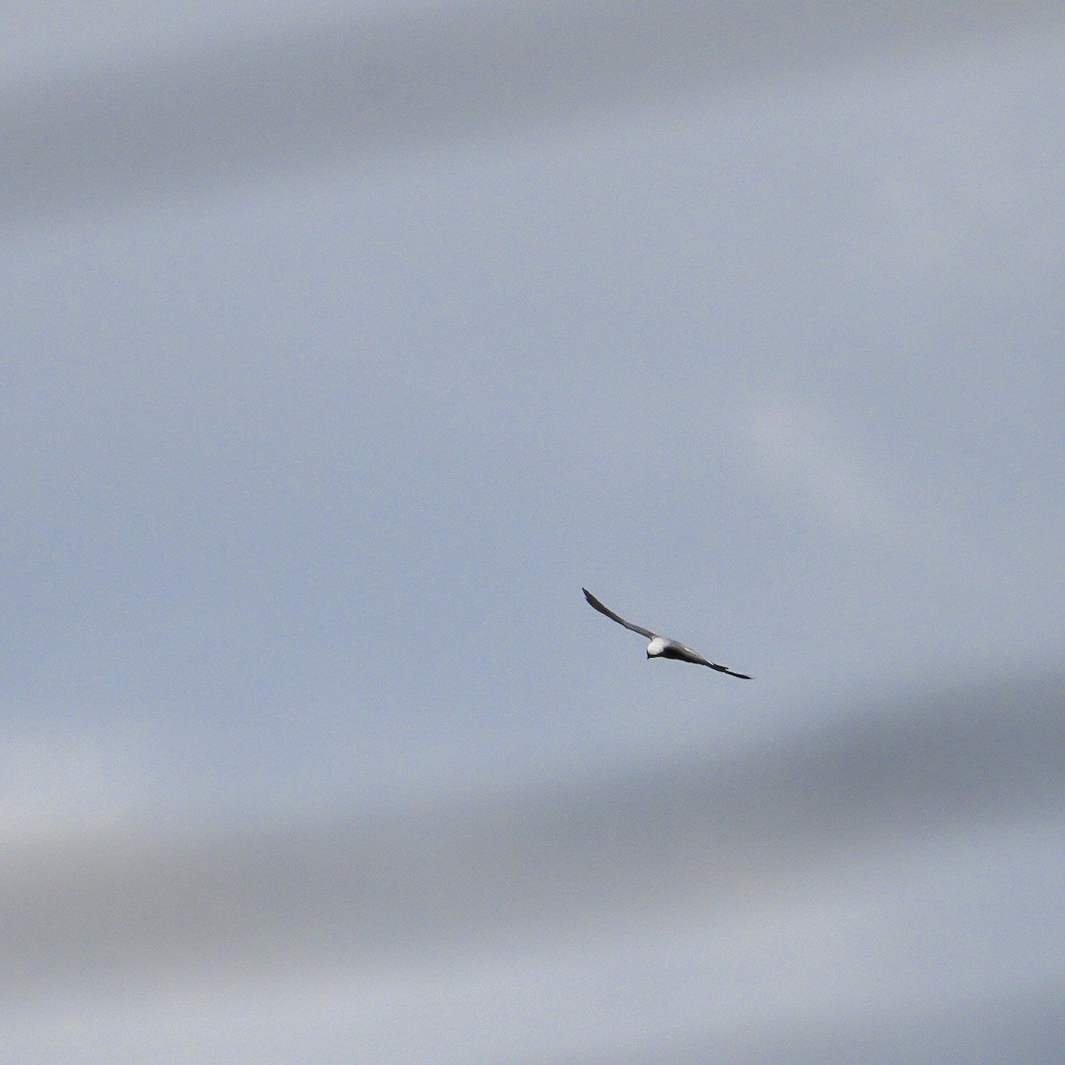 Mississippi Kite - Peter Hawrylyshyn