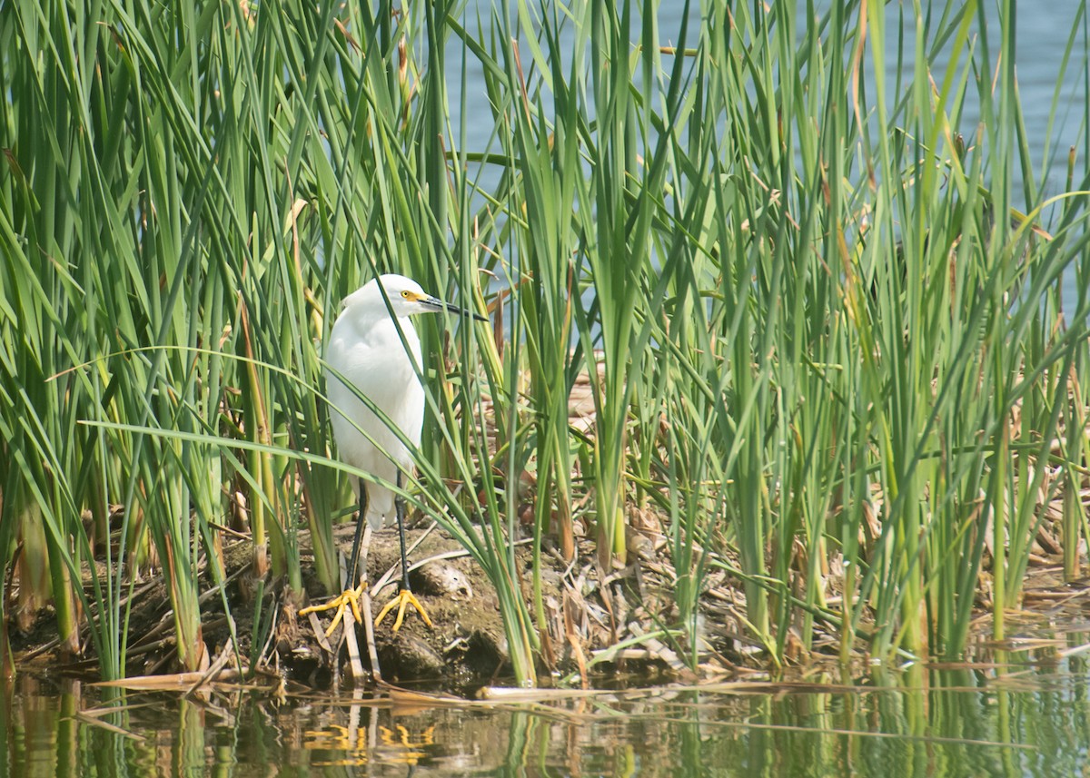 Snowy Egret - ML618965051