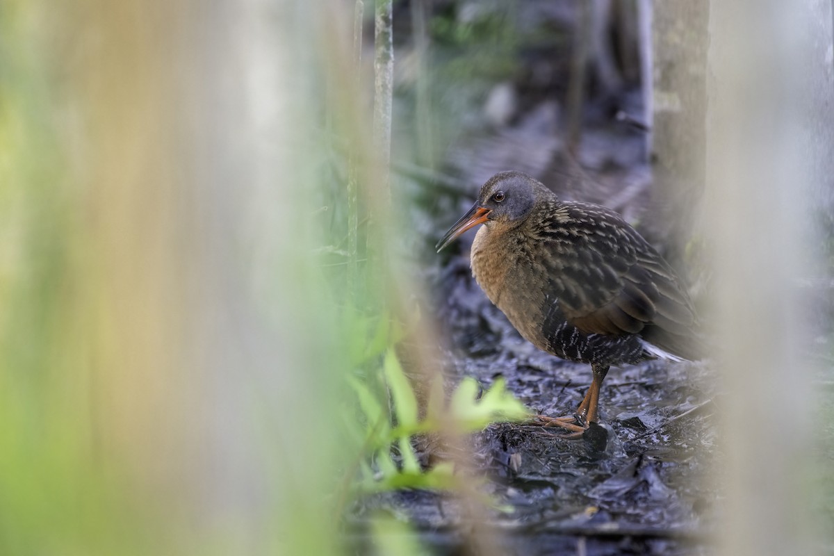 Virginia Rail - ML618965055