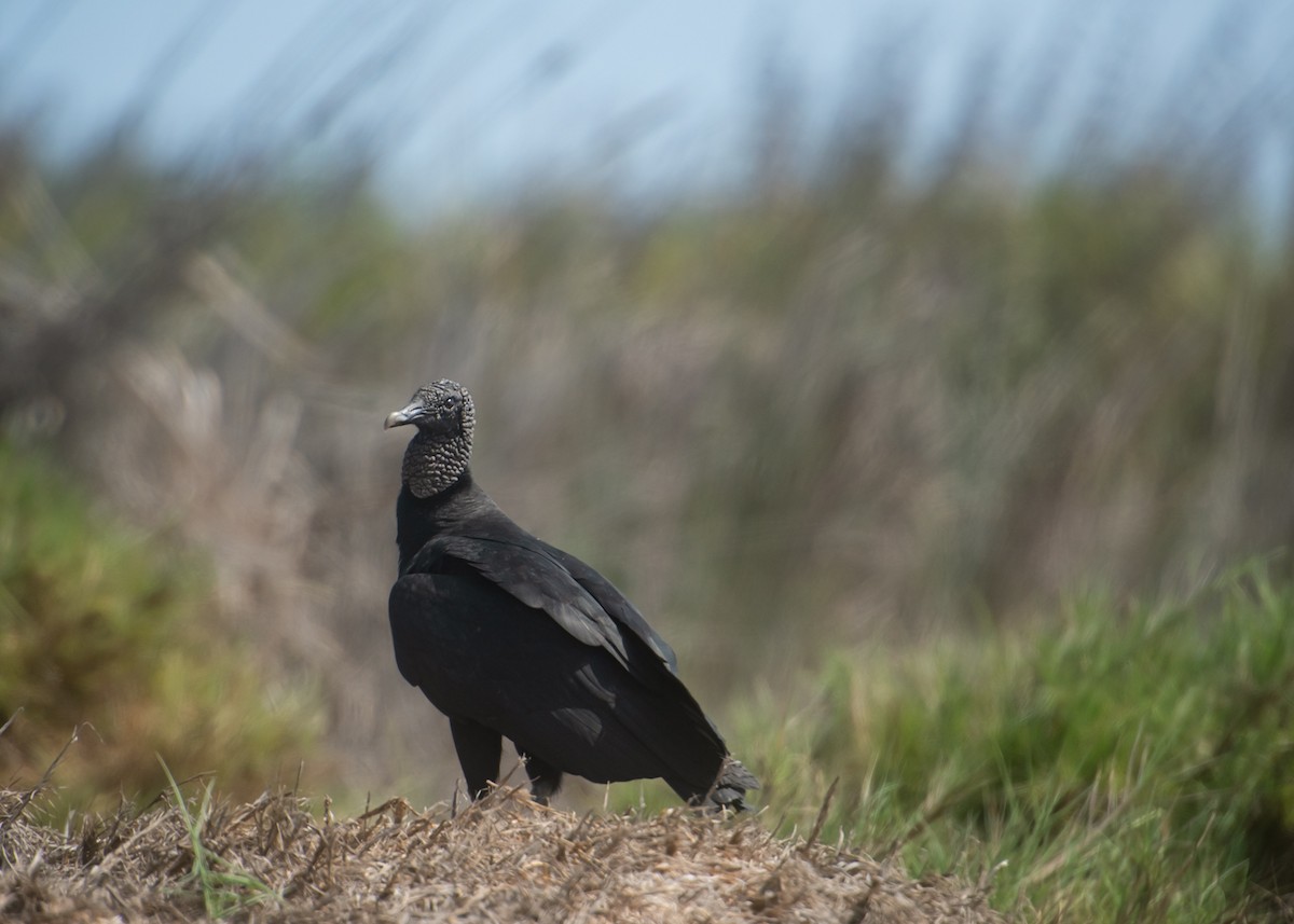 Black Vulture - Patricia Chavez Mendoza