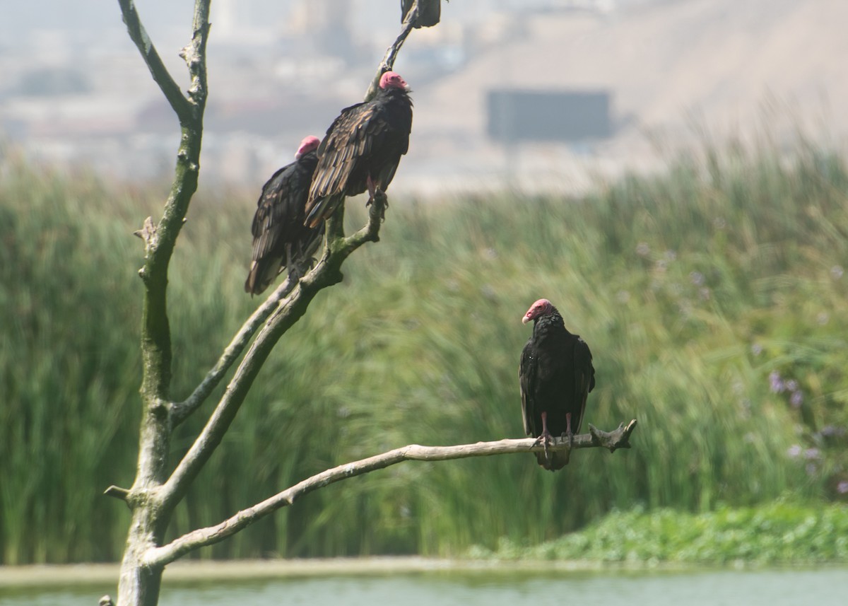 Turkey Vulture - ML618965060