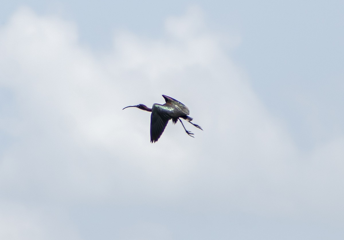 ibis hnědý - ML618965065
