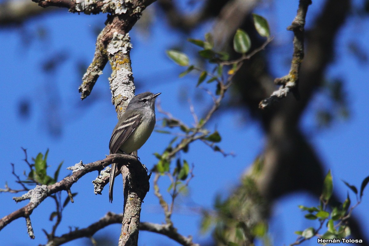 White-crested Tyrannulet - ML618965068