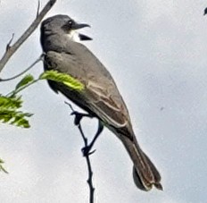 Gray Kingbird - Porfi Correa