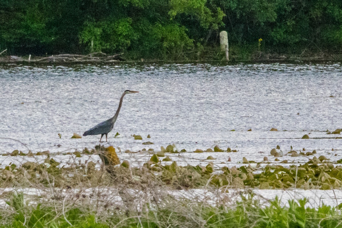 Garza Azulada - ML618965091