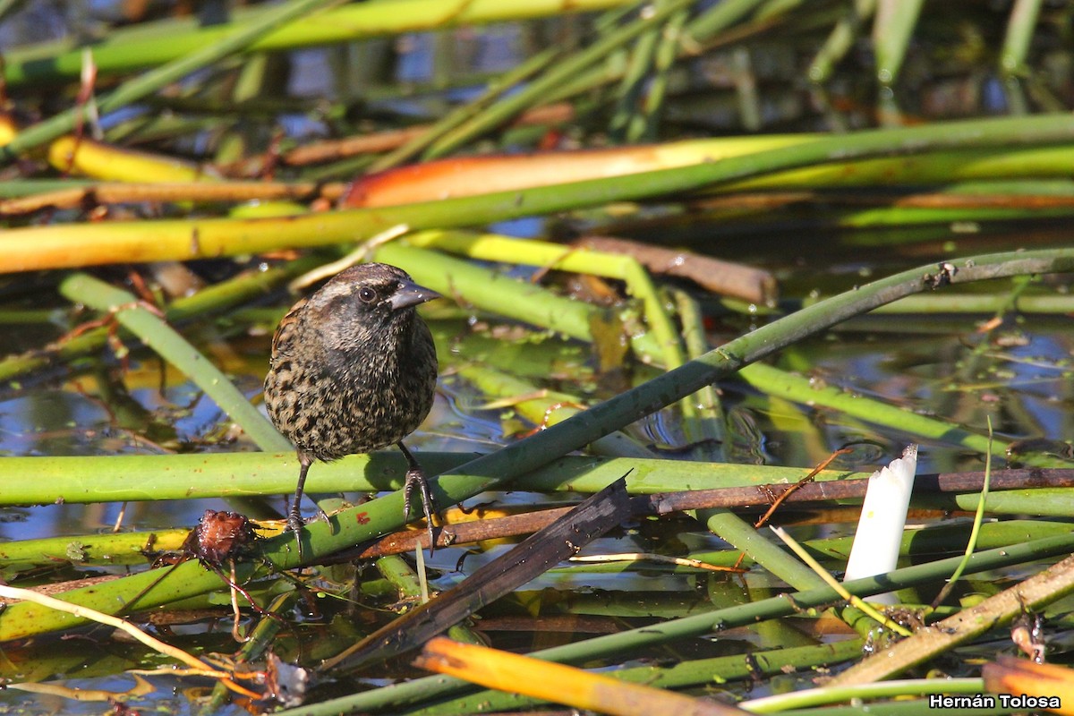 Yellow-winged Blackbird - ML618965095