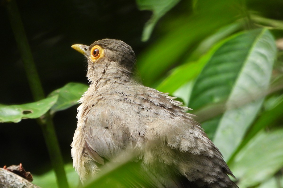 Spectacled Thrush - Dey Velandia