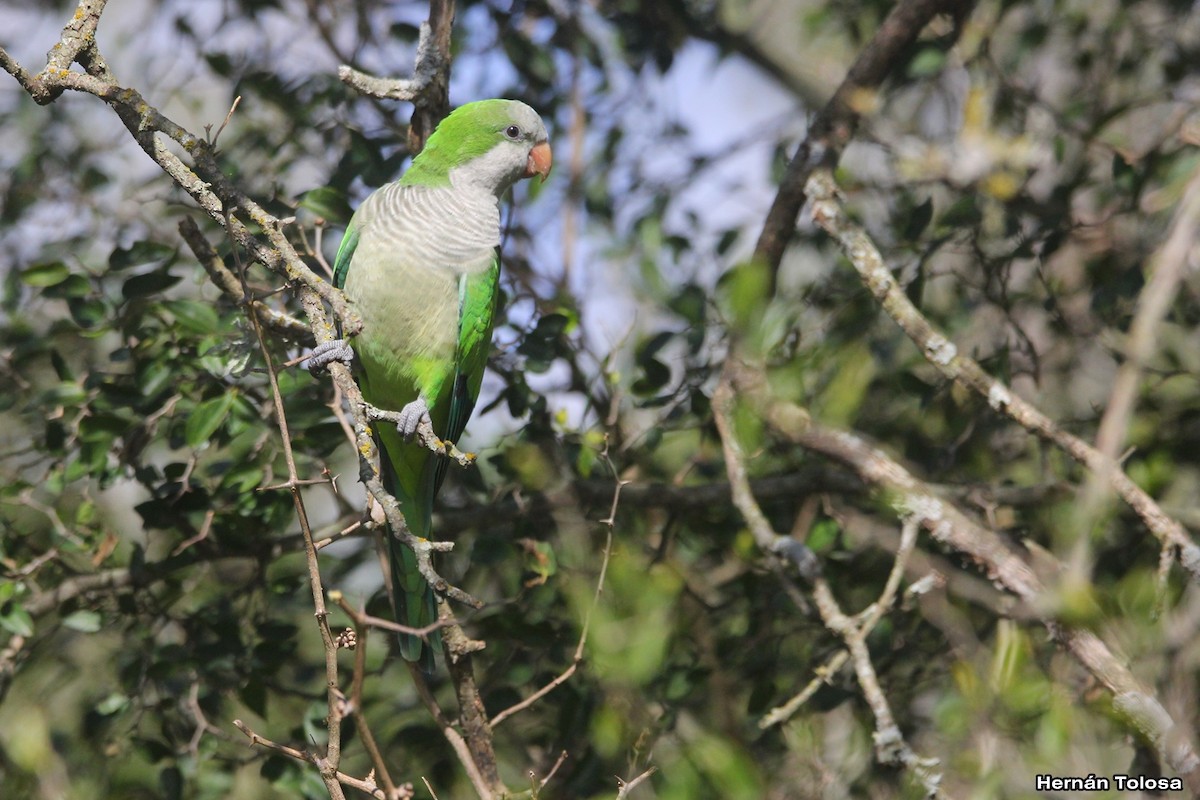 Monk Parakeet - ML618965109