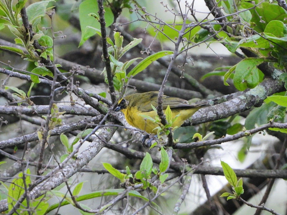 Thick-billed Euphonia - ML618965111