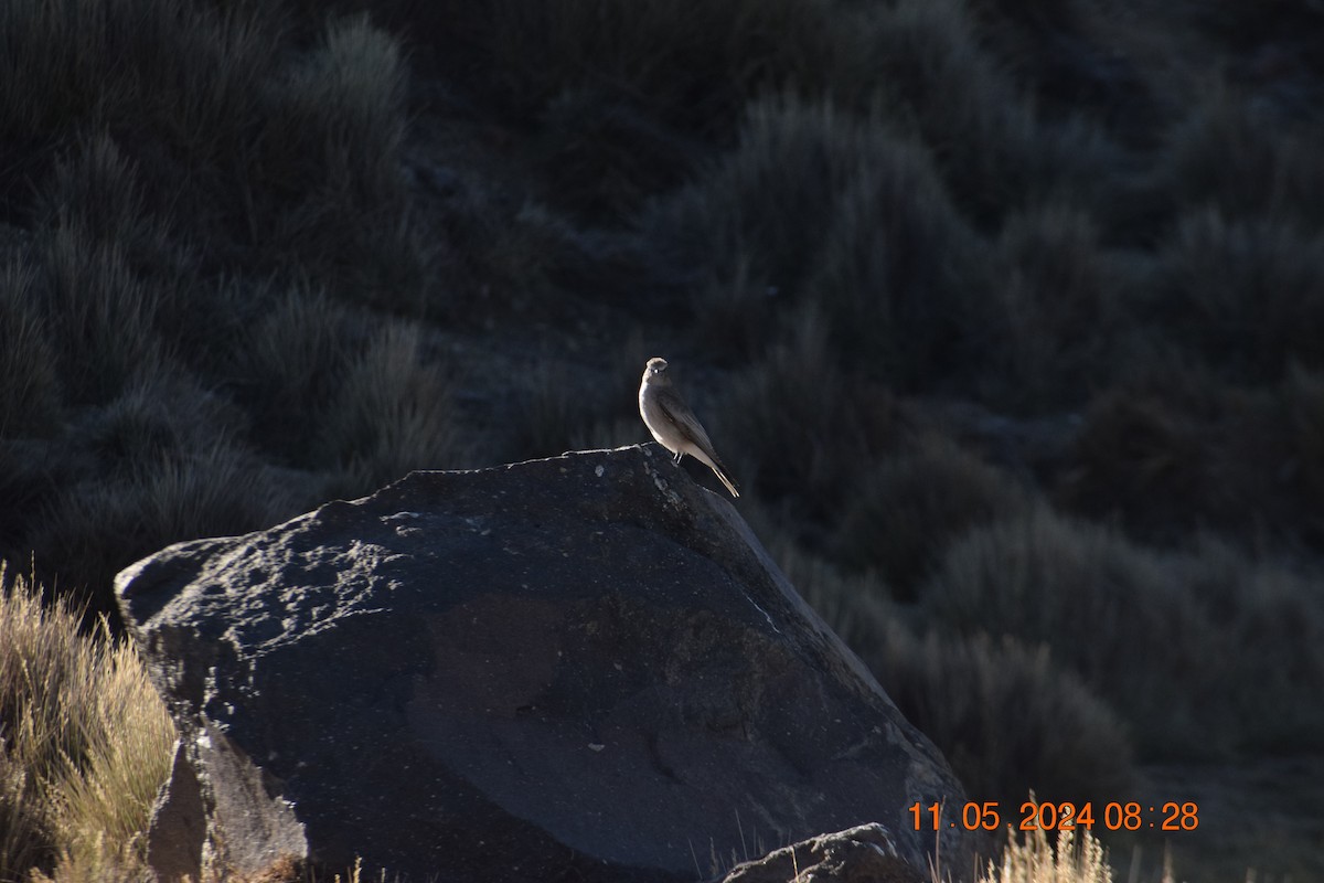 White-fronted Ground-Tyrant - Reynaldo Valdivia Reyes