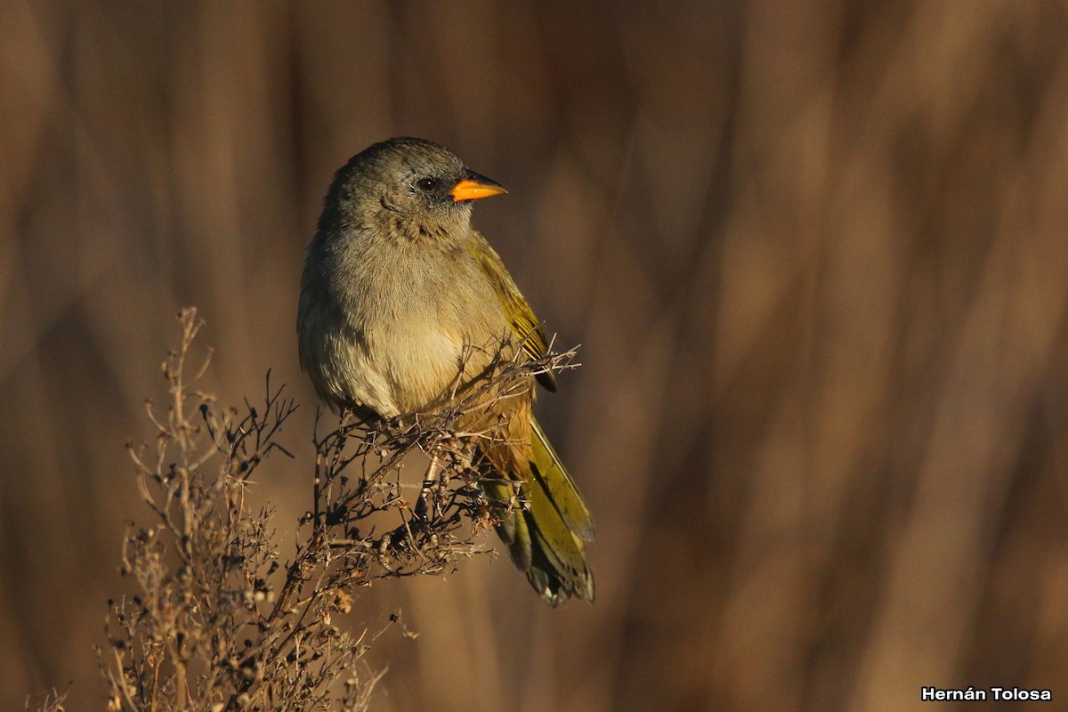 Great Pampa-Finch - ML618965120