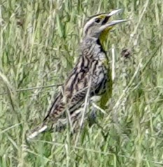 Eastern Meadowlark - Porfi Correa