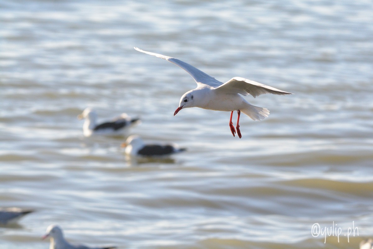 Brown-hooded Gull - Yuliana Pressacco