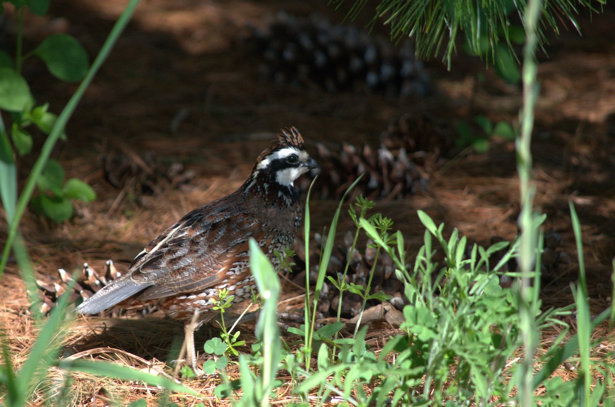 Northern Bobwhite - ML618965140