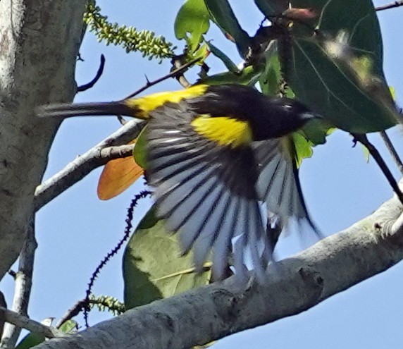 Cuban Oriole - Porfi Correa