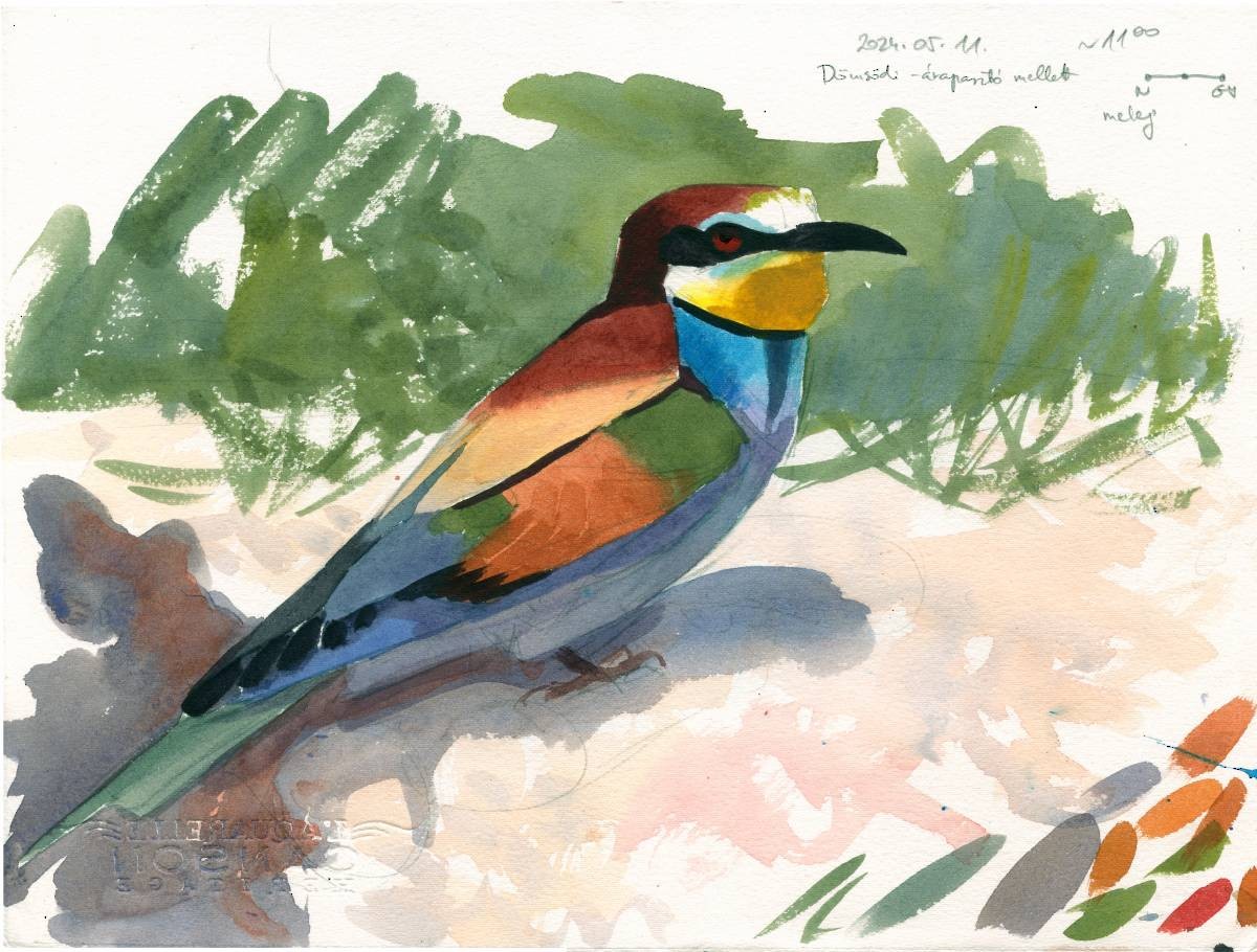 European Bee-eater - Szabolcs Kókay