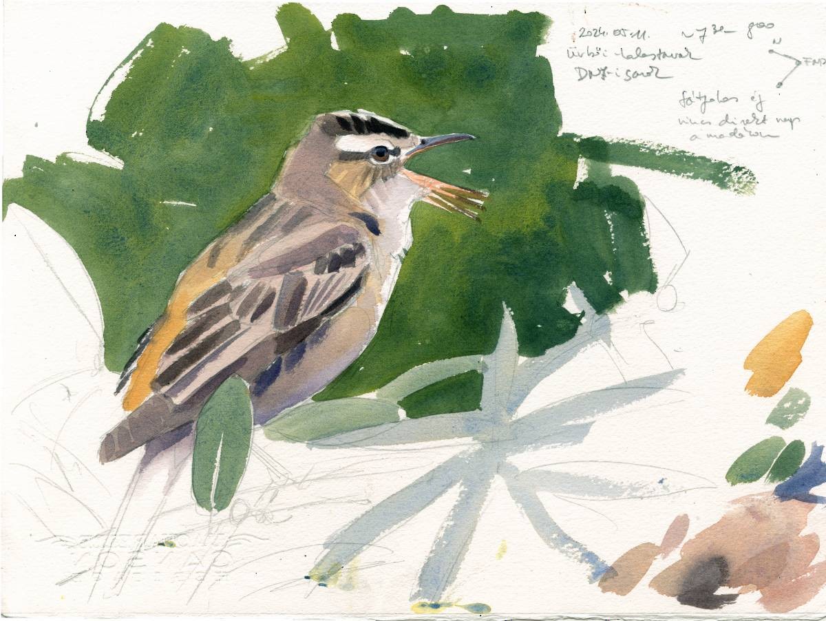 Sedge Warbler - Szabolcs Kókay