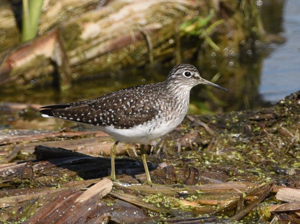 Solitary Sandpiper - Wendy Hill