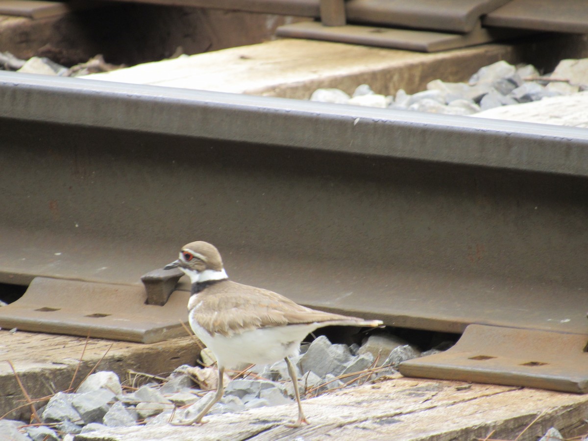 Killdeer - ML618965172