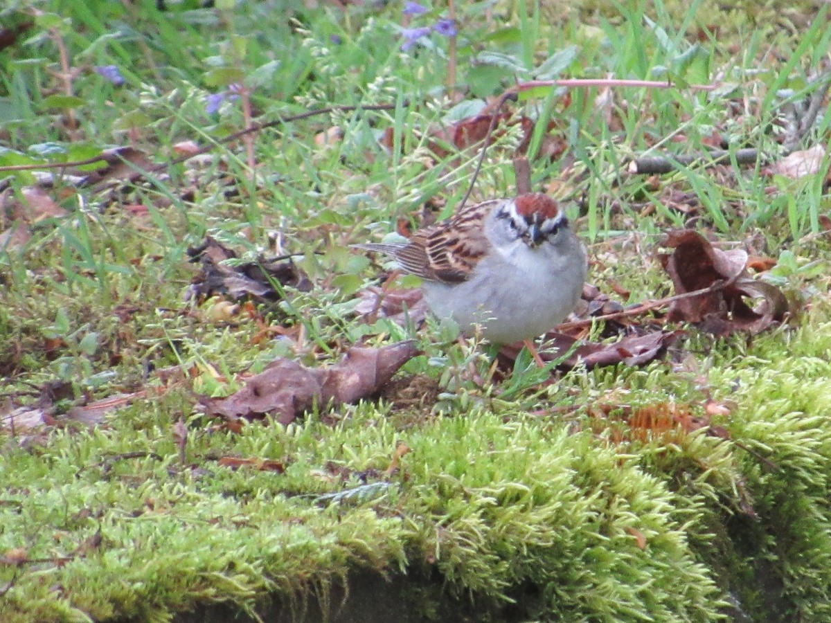 Chipping Sparrow - ML618965187