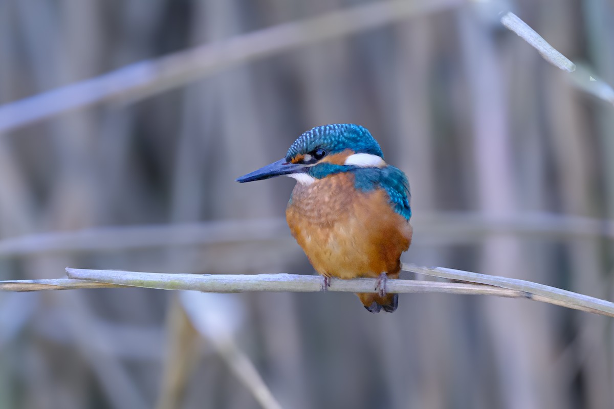 Common Kingfisher - ML618965191