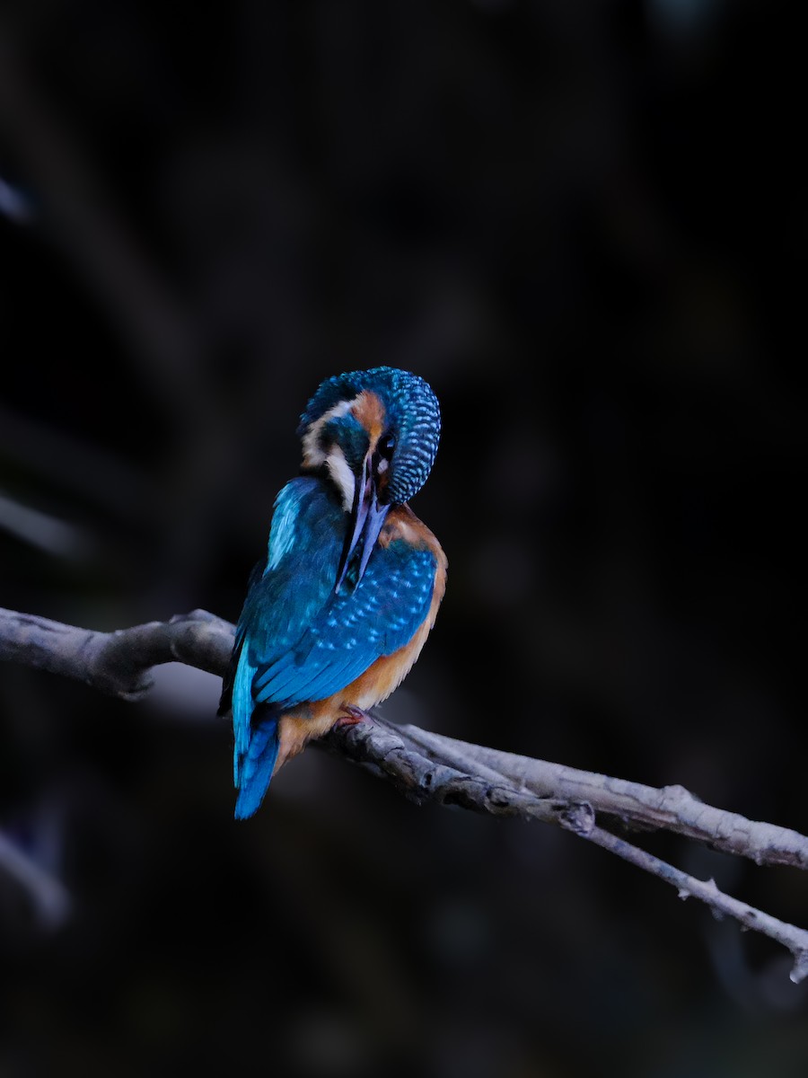 Common Kingfisher - Dinis Nascimento