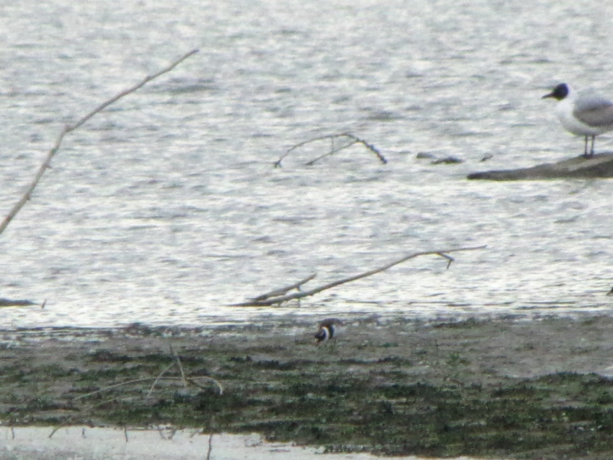 Common Ringed Plover - Anonymous